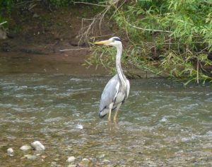 Reiher an der Erf